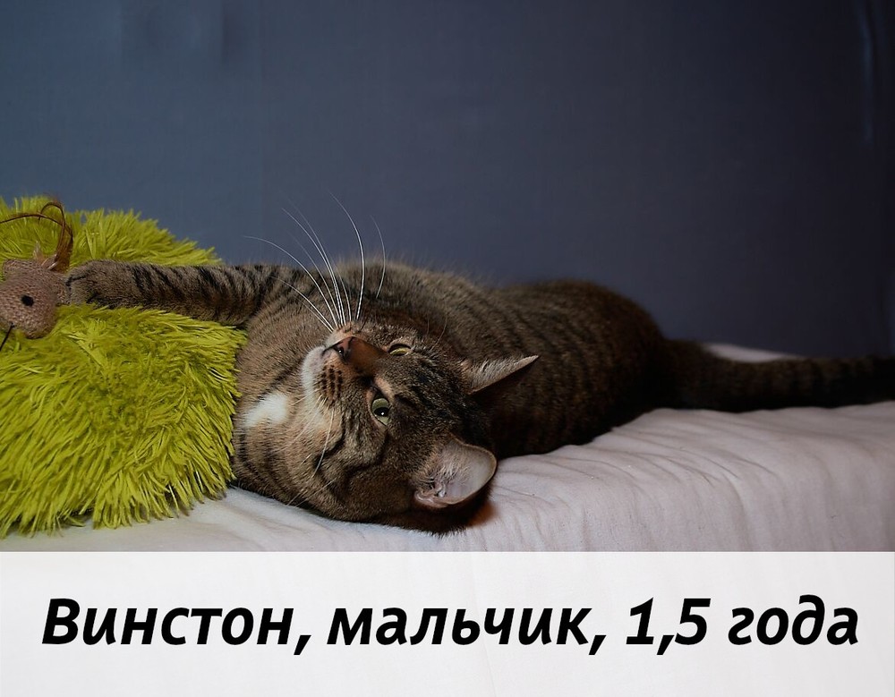 КОТЫ-УЧАСТНИКИ