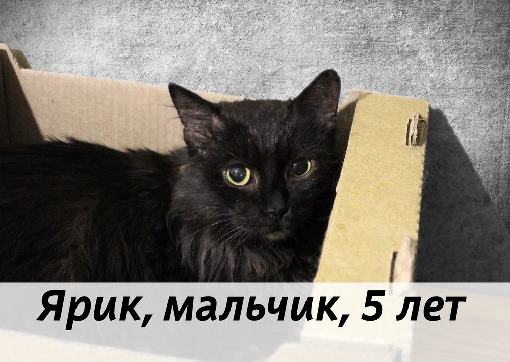 КОТЫ-УЧАСТНИКИ