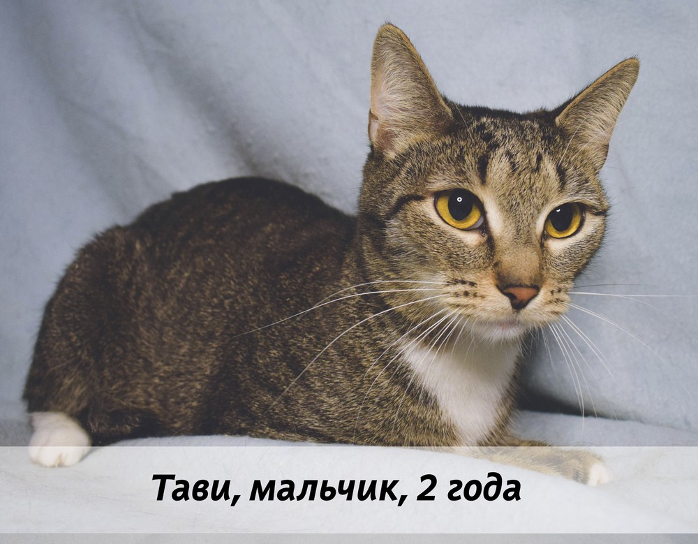 КОТЫ-УЧАСТНИКИ