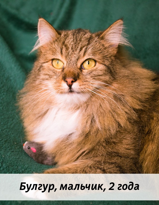 КОТЫ-УЧАСТНИКИ