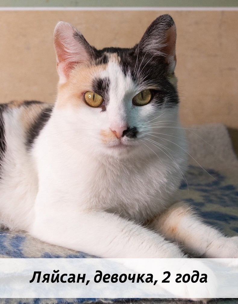 КОТЫ-УЧАСТНИКИ