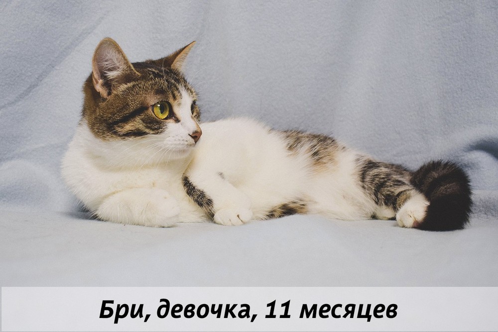 КОТЫ-УЧАСТНИКИ