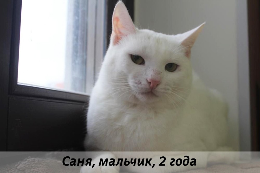 КОТЫ-УЧАСТНИКИ