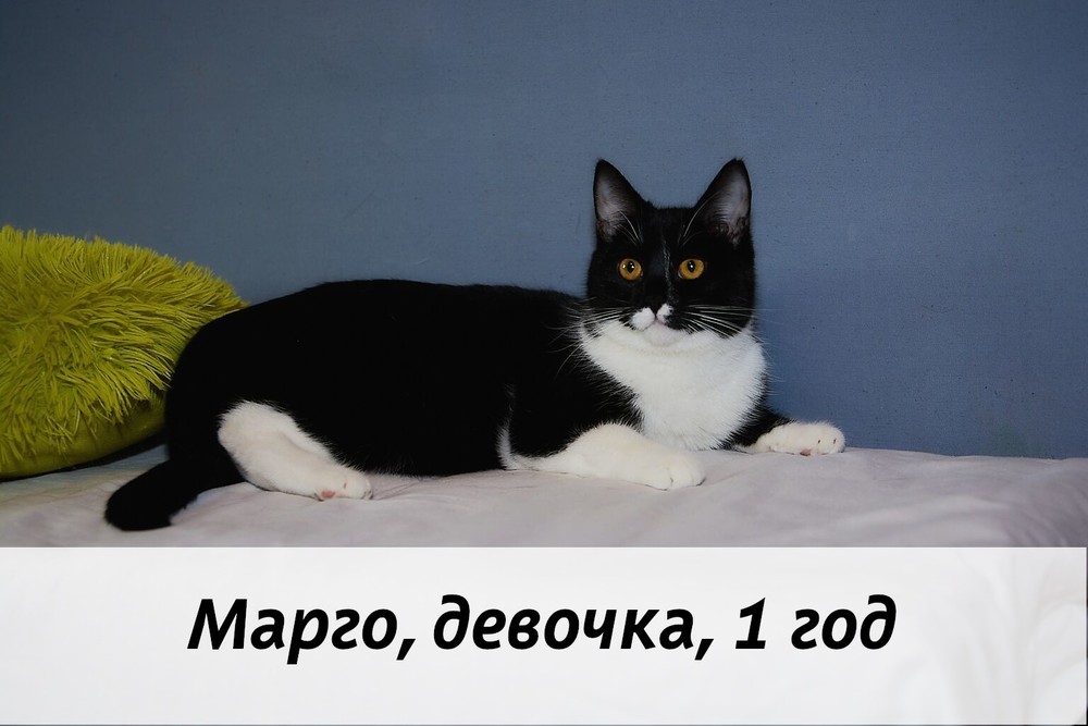 КОТЫ-УЧАСТНИКИ