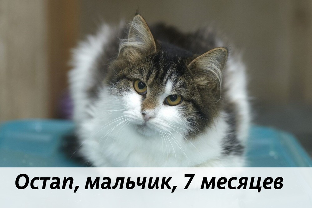 КОТЫ-УЧАСТНИКИ