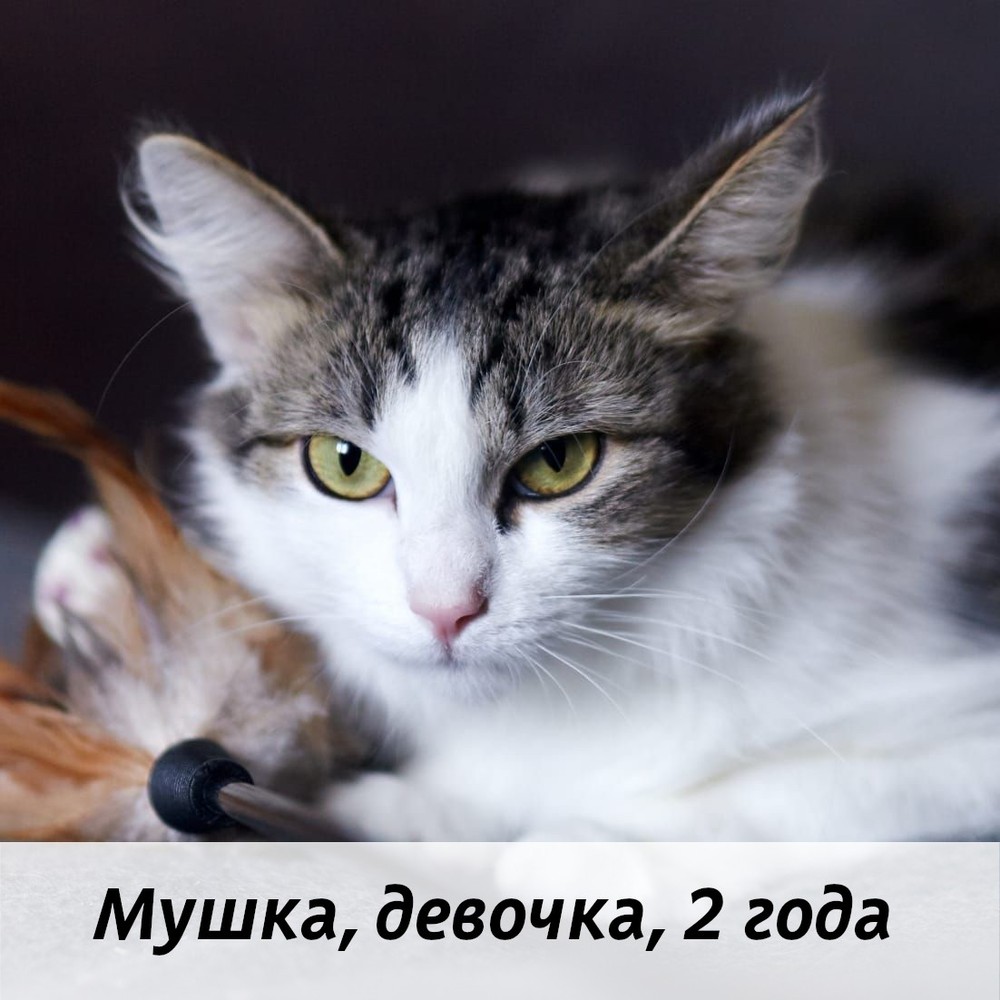 КОТЫ-УЧАСТНИКИ