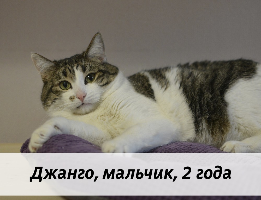 КОТЫ-УЧАСТНИКИ