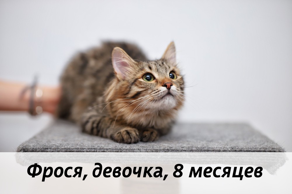 КОТЫ-УЧАСТНИКИ