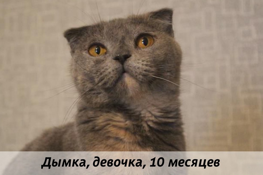 КОТЫ-УЧАСТНИКИ
