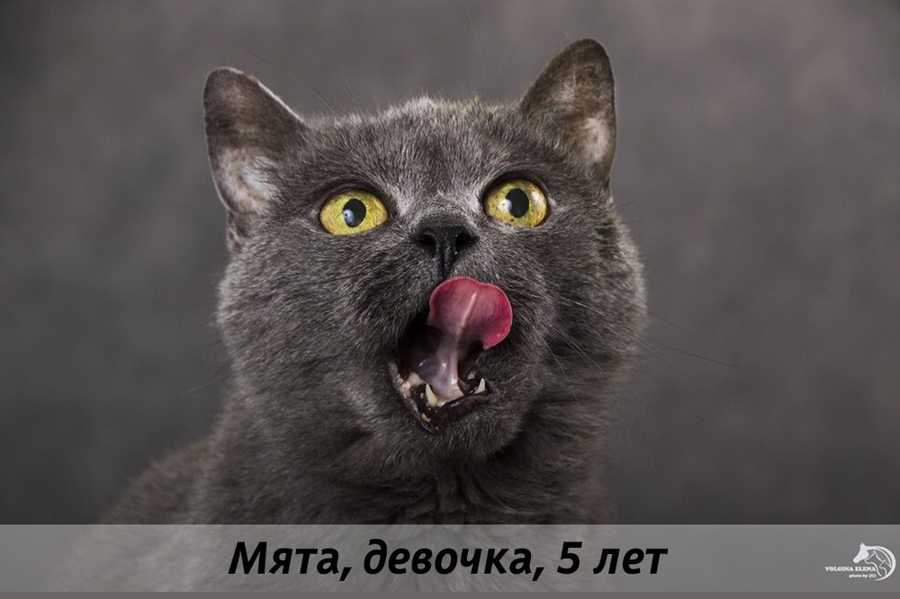 КОТЫ-УЧАСТНИКИ