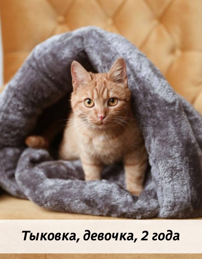 КОТЫ-УЧАСТНИКИ