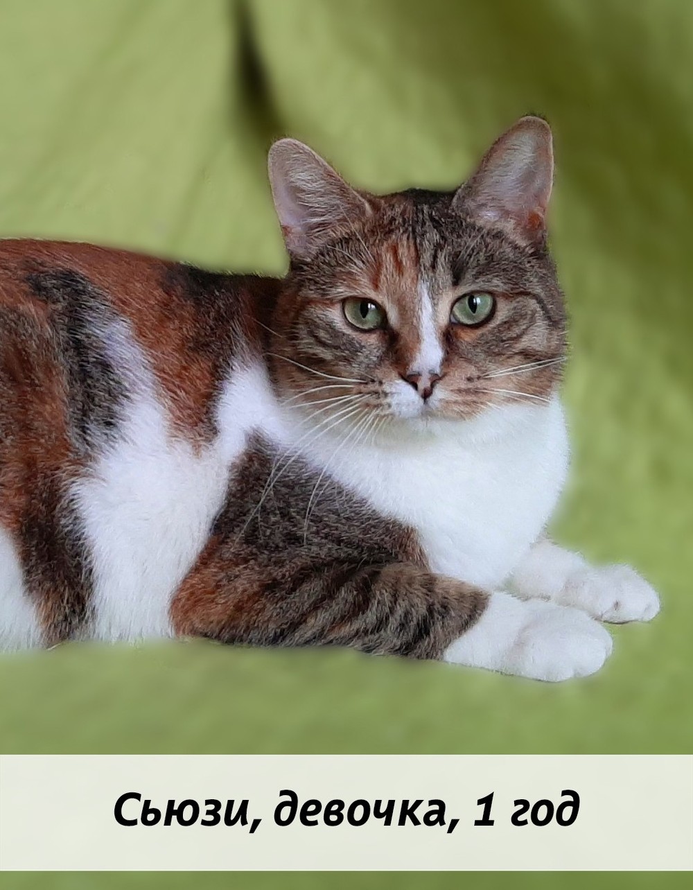 КОТЫ-УЧАСТНИКИ