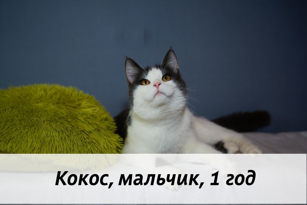 КОТЫ-УЧАСТНИКИ