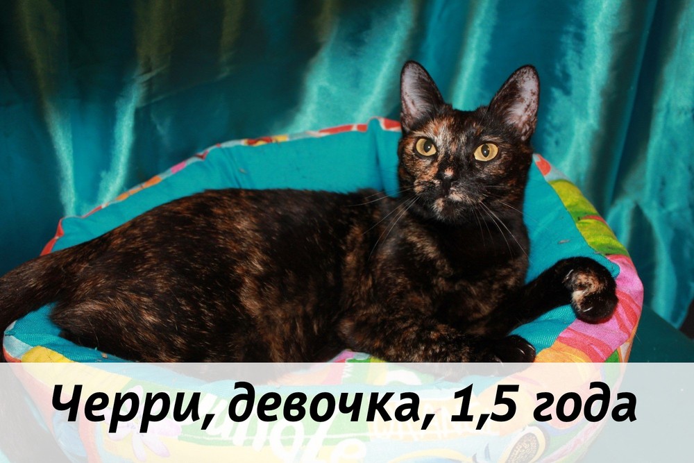 КОТЫ-УЧАСТНИКИ
