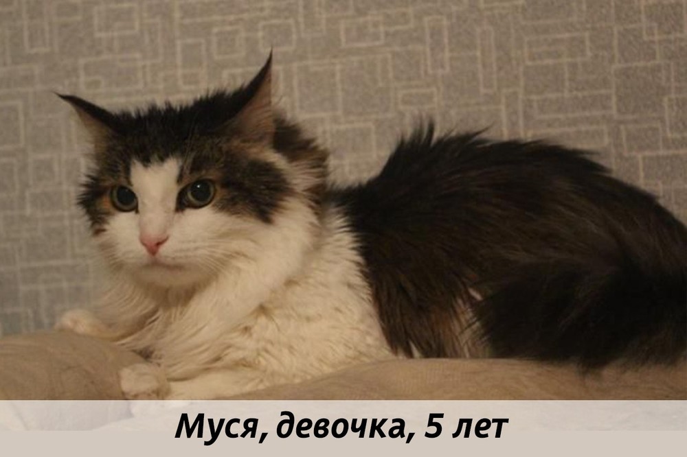 КОТЫ-УЧАСТНИКИ