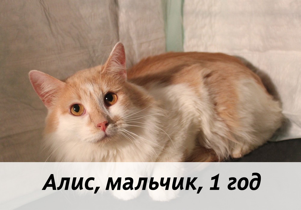 КОТЫ-УЧАСТНИКИ