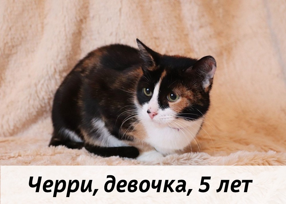 КОТЫ-УЧАСТНИКИ