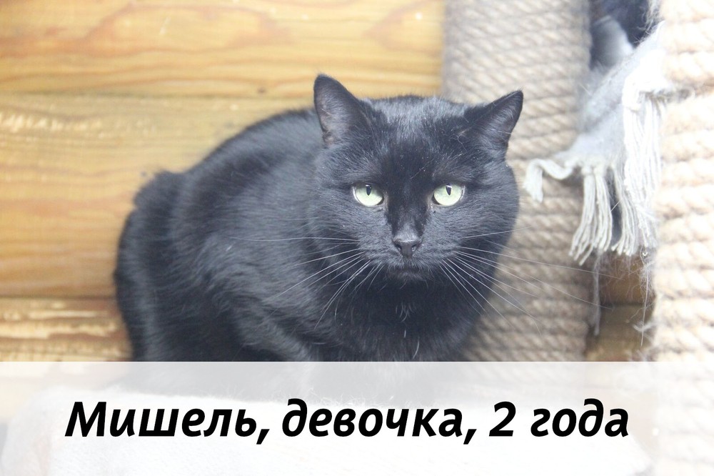 КОТЫ-УЧАСТНИКИ