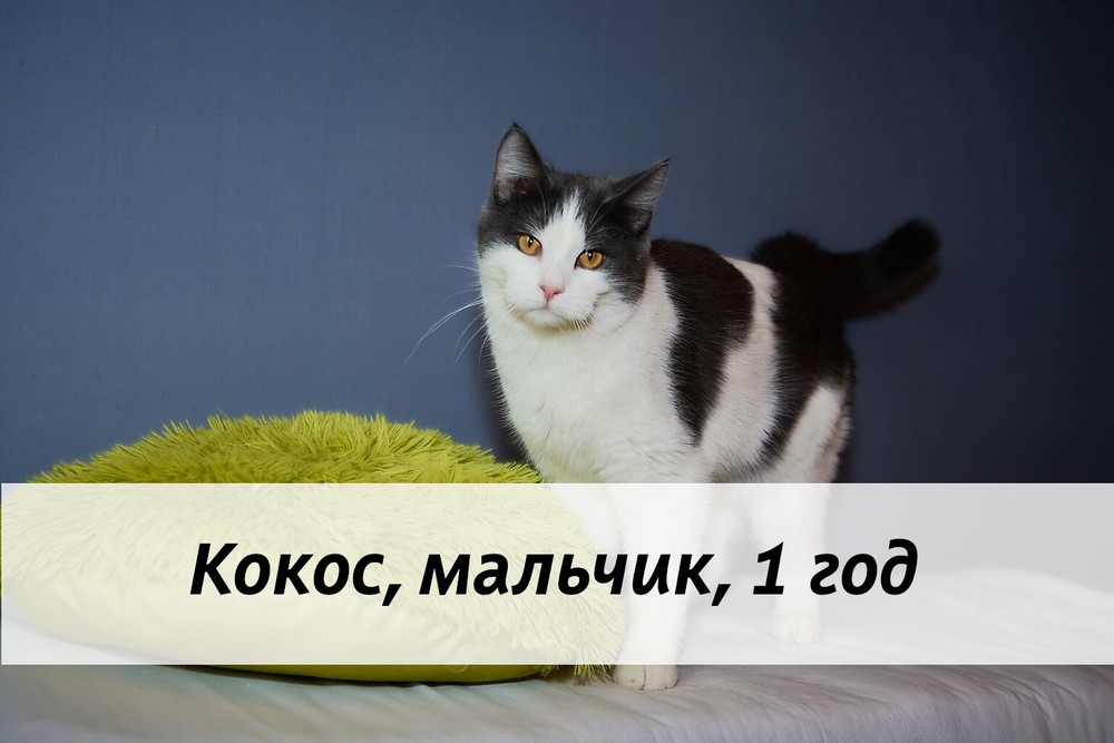 КОТЫ-УЧАСТНИКИ