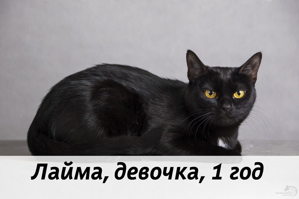 КОТЫ-УЧАСТНИКИ