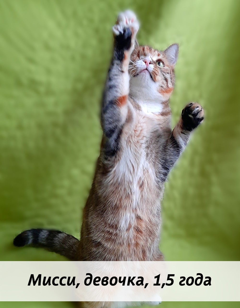 КОТЫ-УЧАСТНИКИ