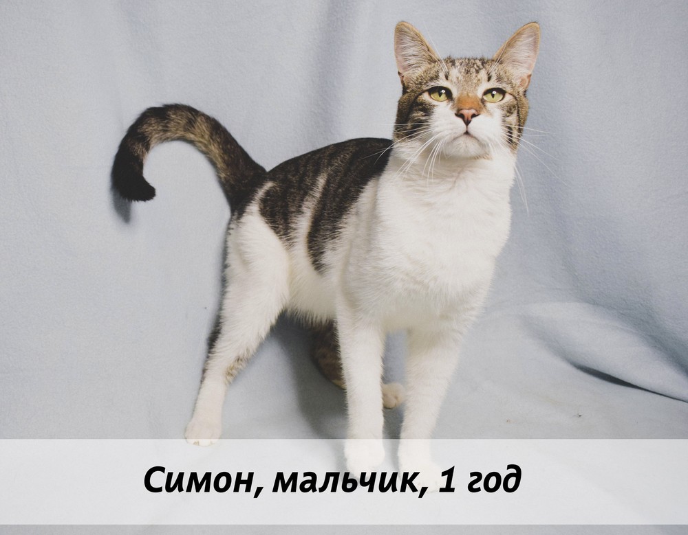 КОТЫ-УЧАСТНИКИ