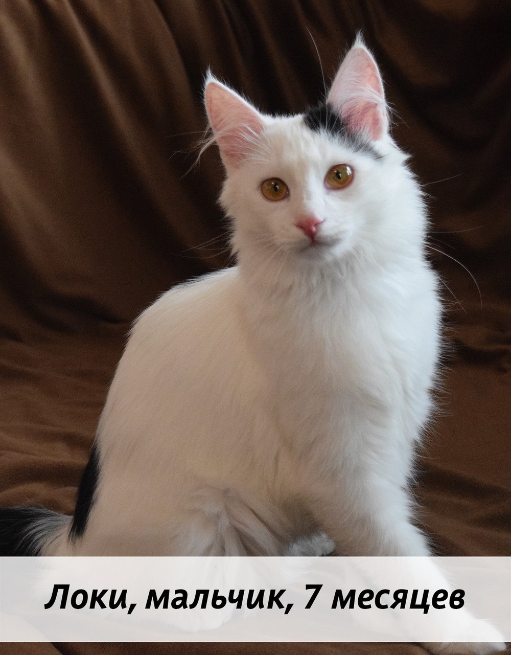 КОТЫ-УЧАСТНИКИ