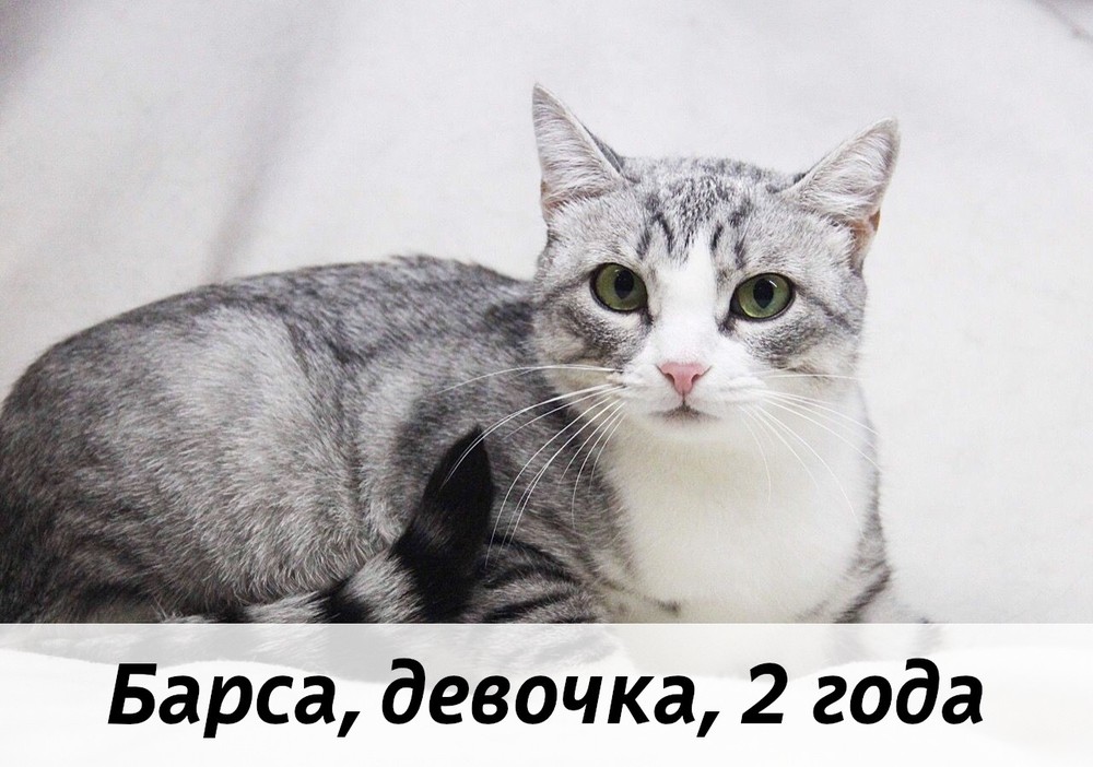 КОТЫ-УЧАСТНИКИ