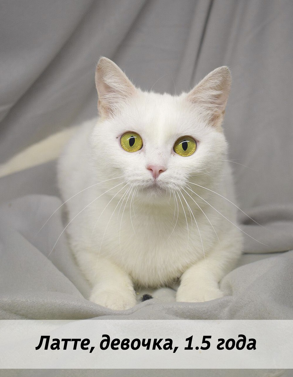 КОТЫ-УЧАСТНИКИ