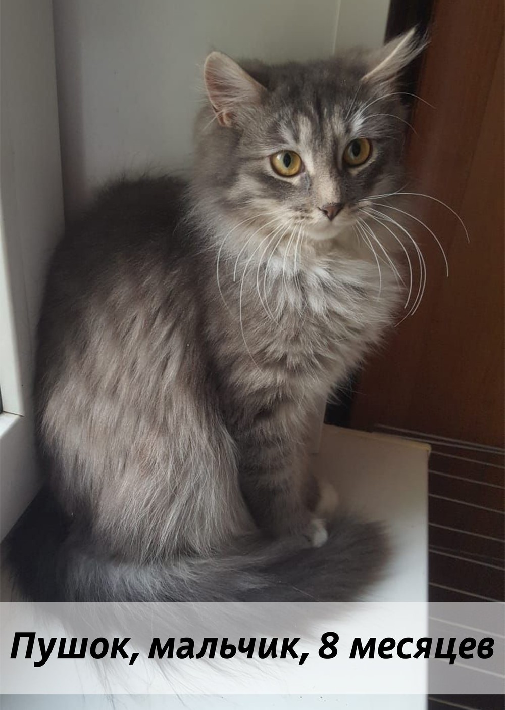 КОТЫ-УЧАСТНИКИ