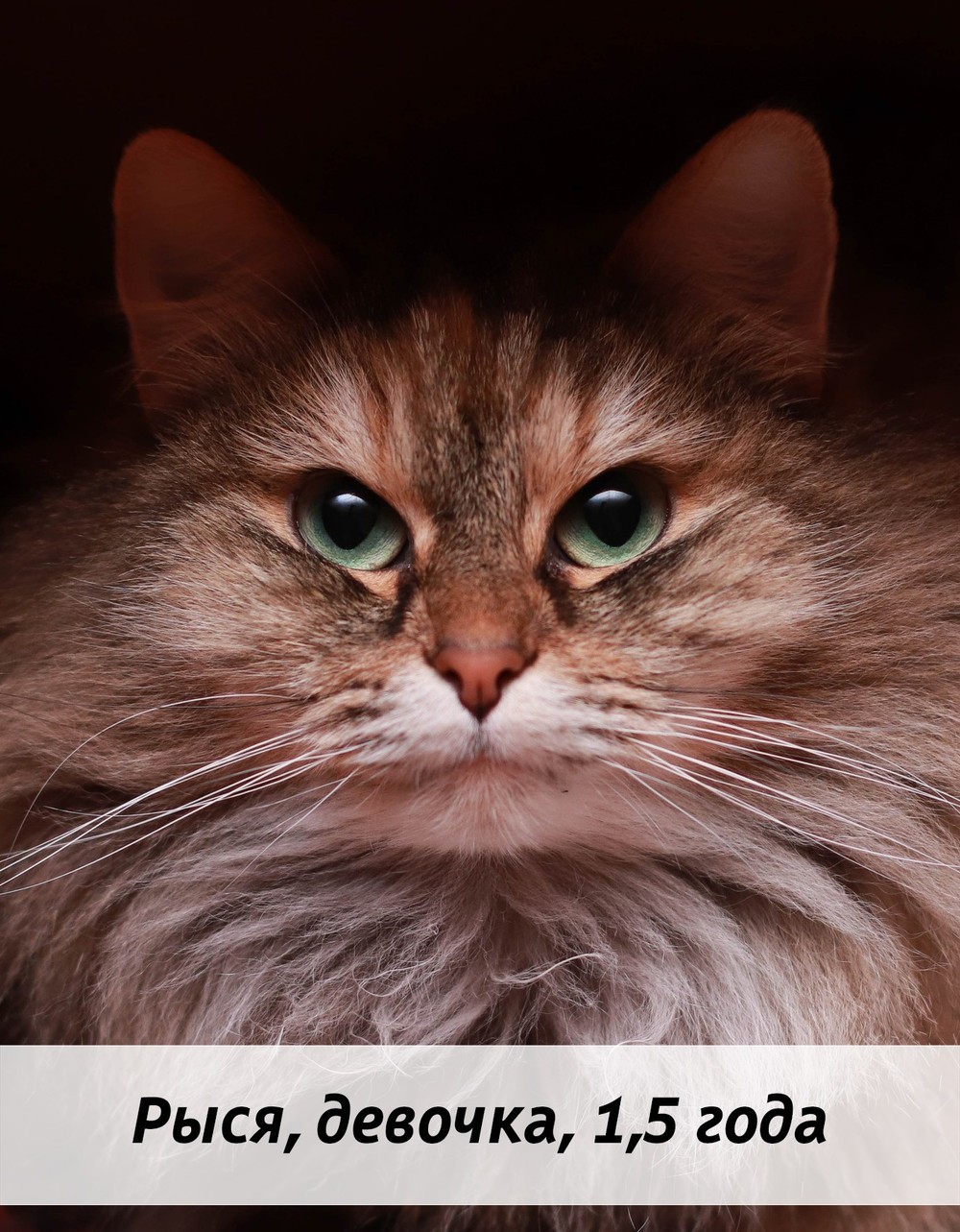 КОТЫ-УЧАСТНИКИ
