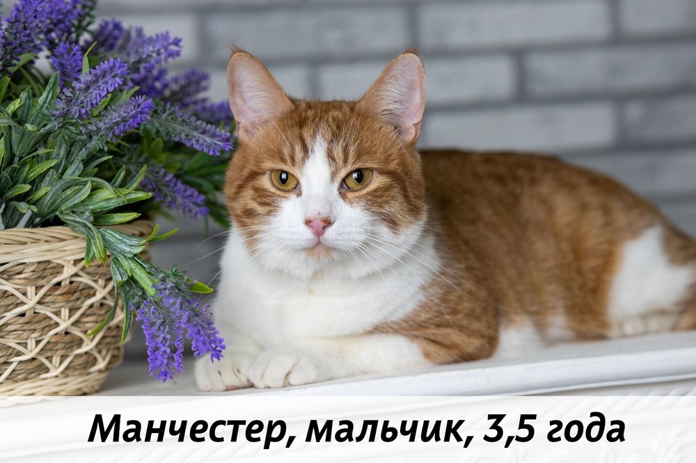 КОТЫ-УЧАСТНИКИ