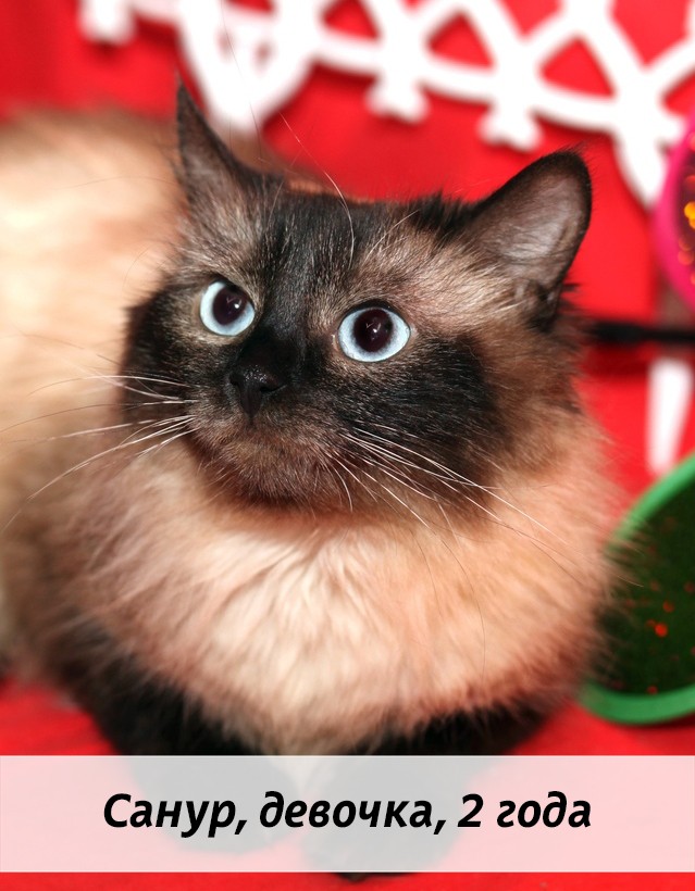 КОТЫ-УЧАСТНИКИ
