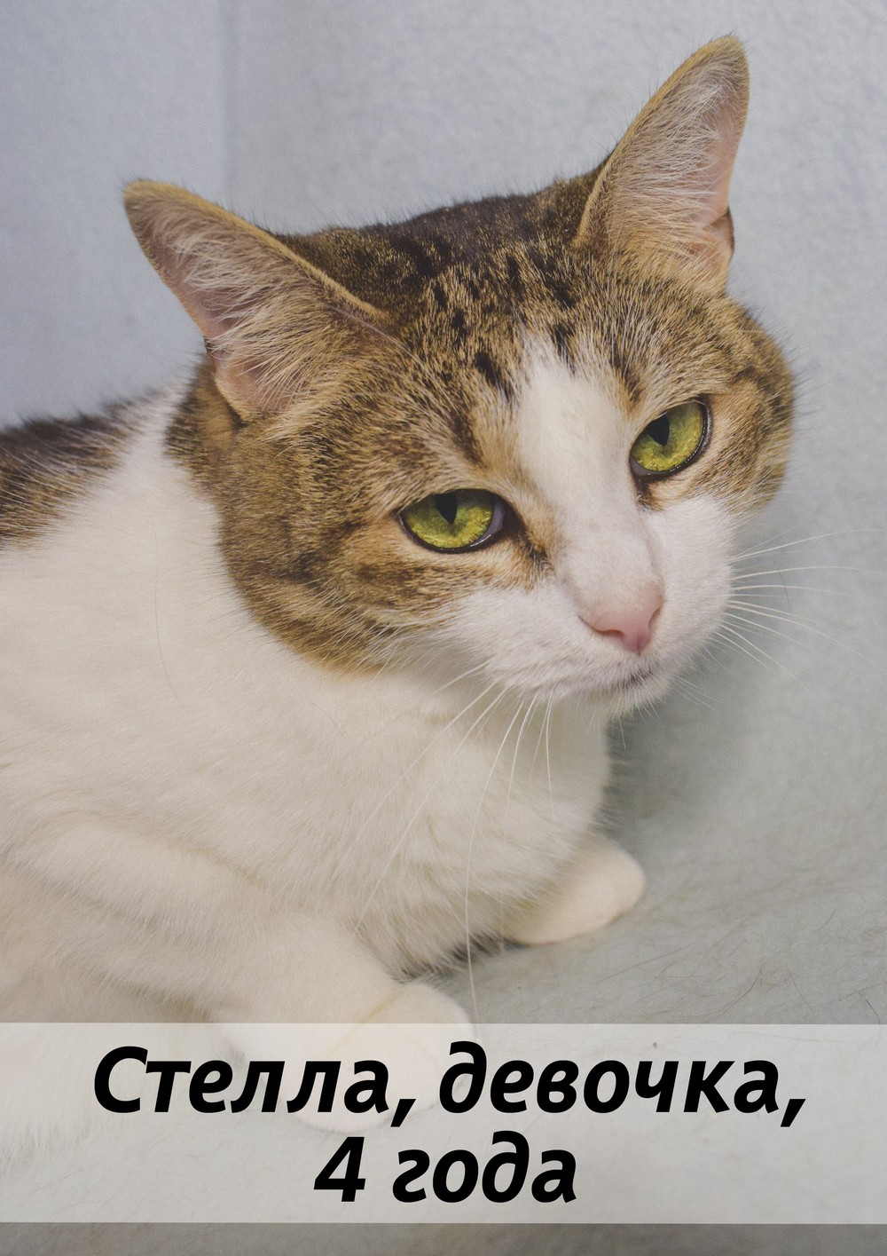 КОТЫ-УЧАСТНИКИ