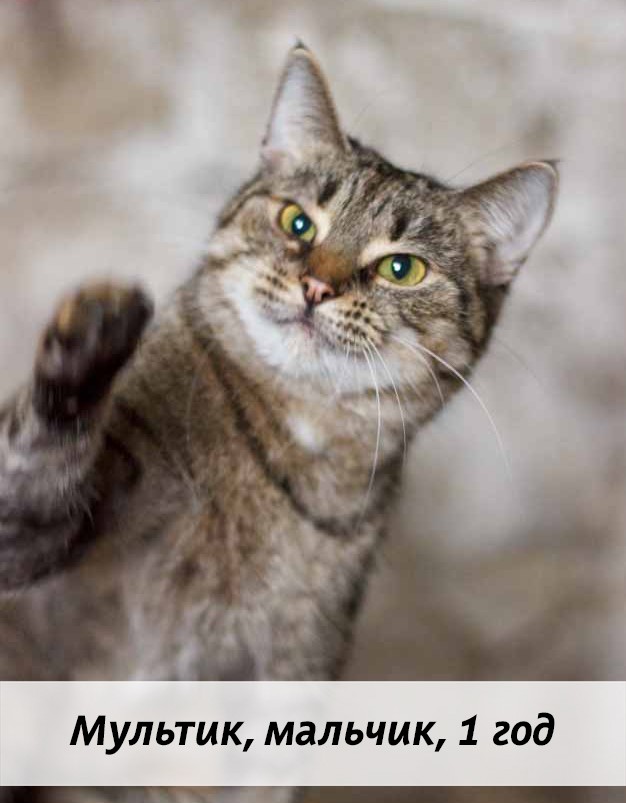 КОТЫ-УЧАСТНИКИ