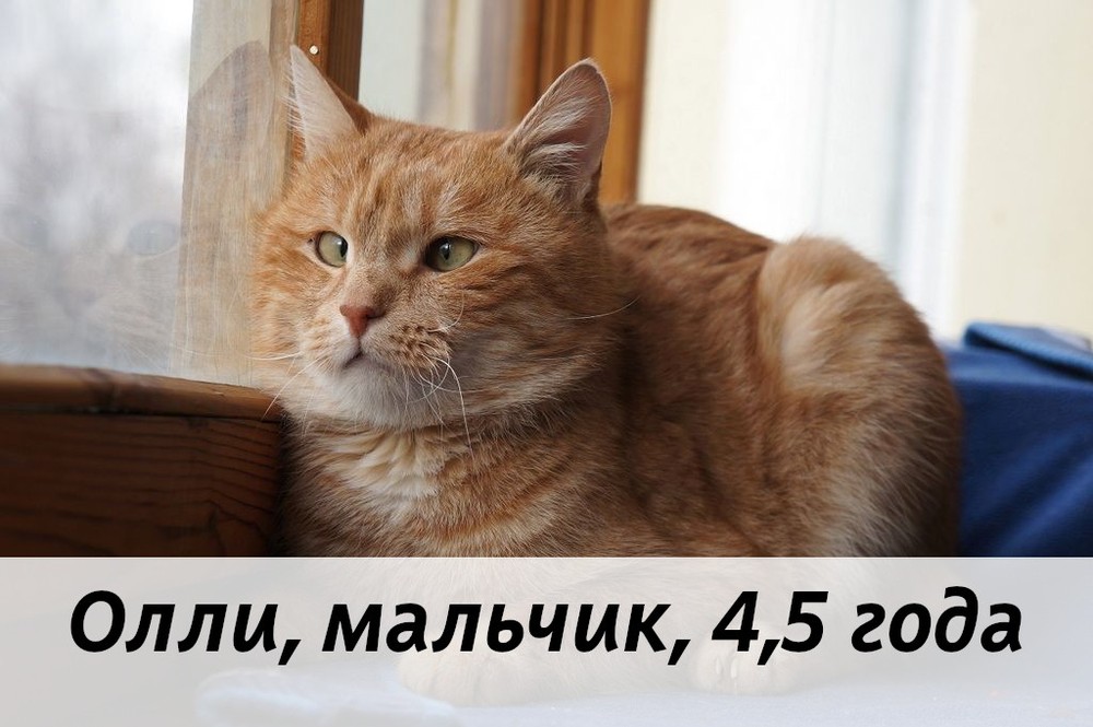 КОТЫ-УЧАСТНИКИ