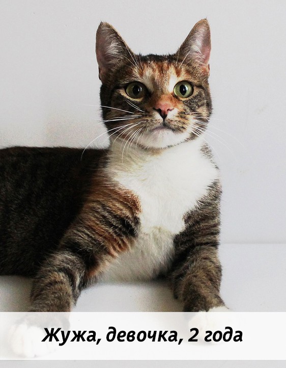 КОТЫ-УЧАСТНИКИ