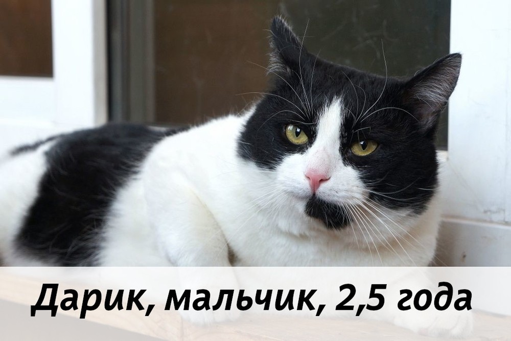 КОТЫ-УЧАСТНИКИ