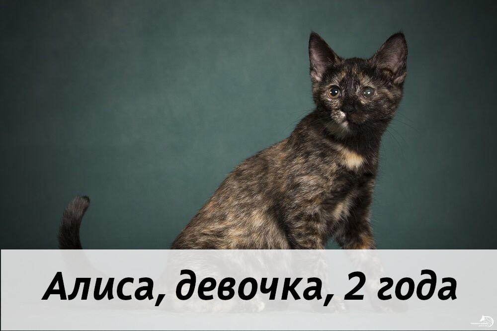 КОТЫ-УЧАСТНИКИ