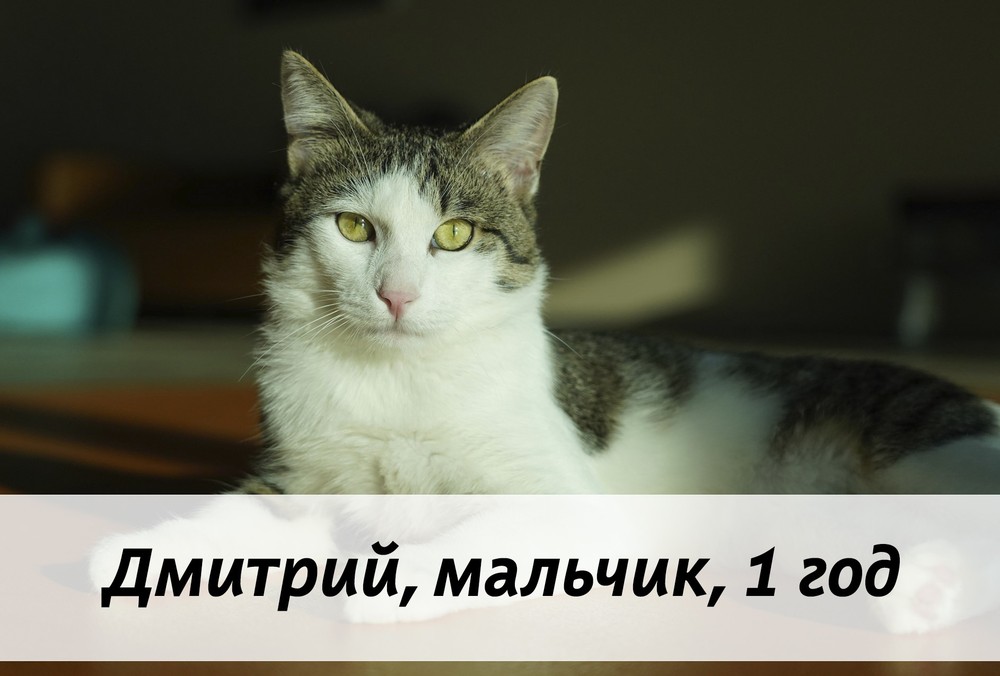КОТЫ-УЧАСТНИКИ