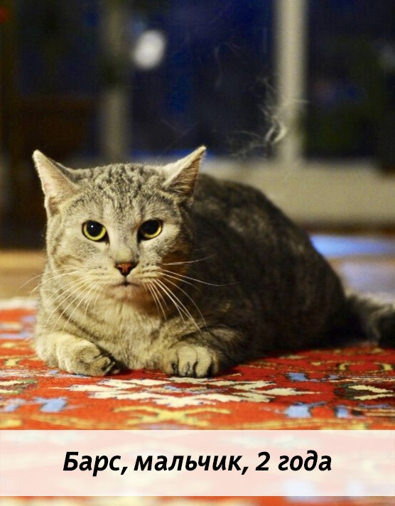 КОТЫ-УЧАСТНИКИ