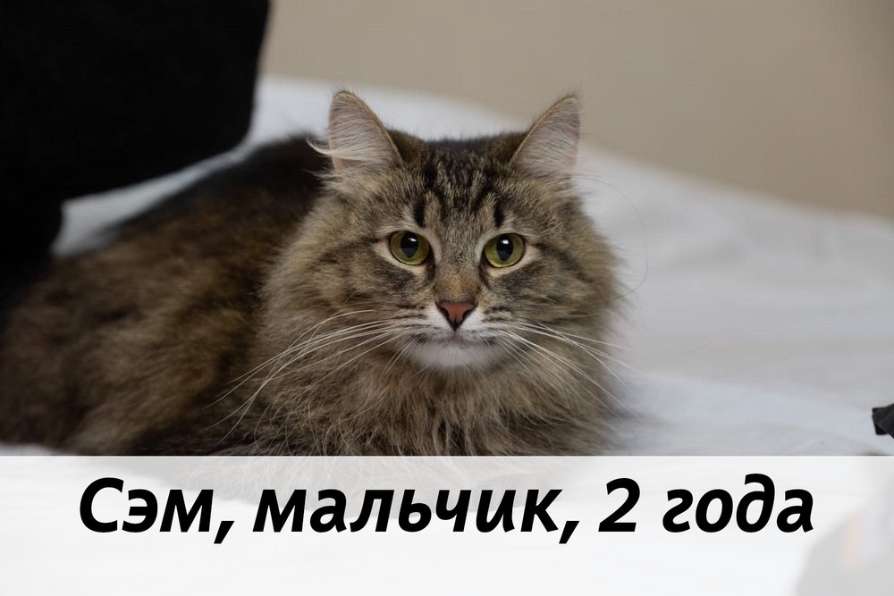 КОТЫ-УЧАСТНИКИ