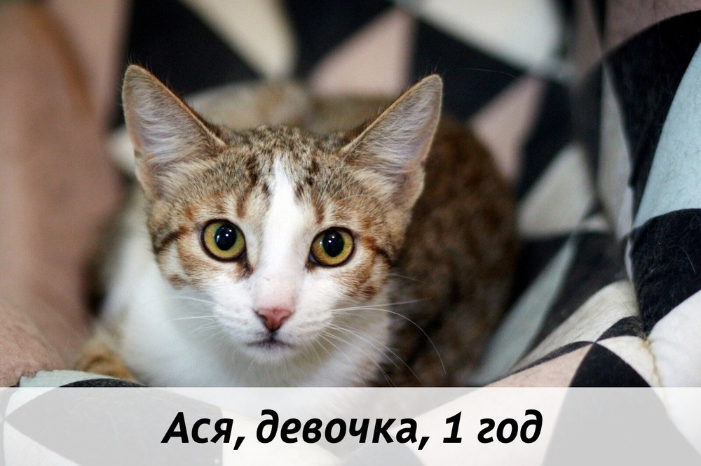 КОТЫ-УЧАСТНИКИ