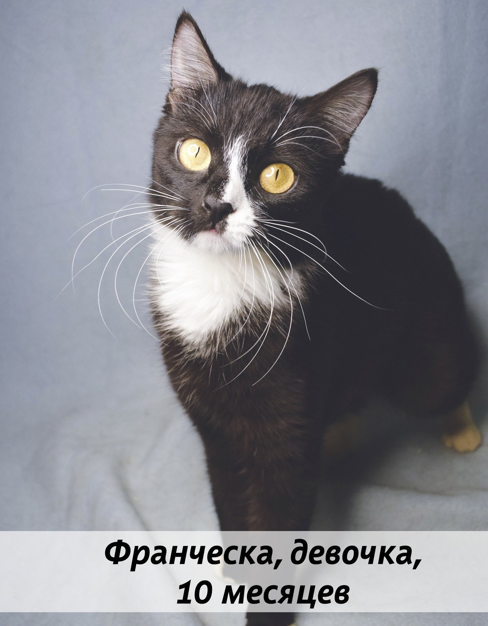 КОТЫ-УЧАСТНИКИ