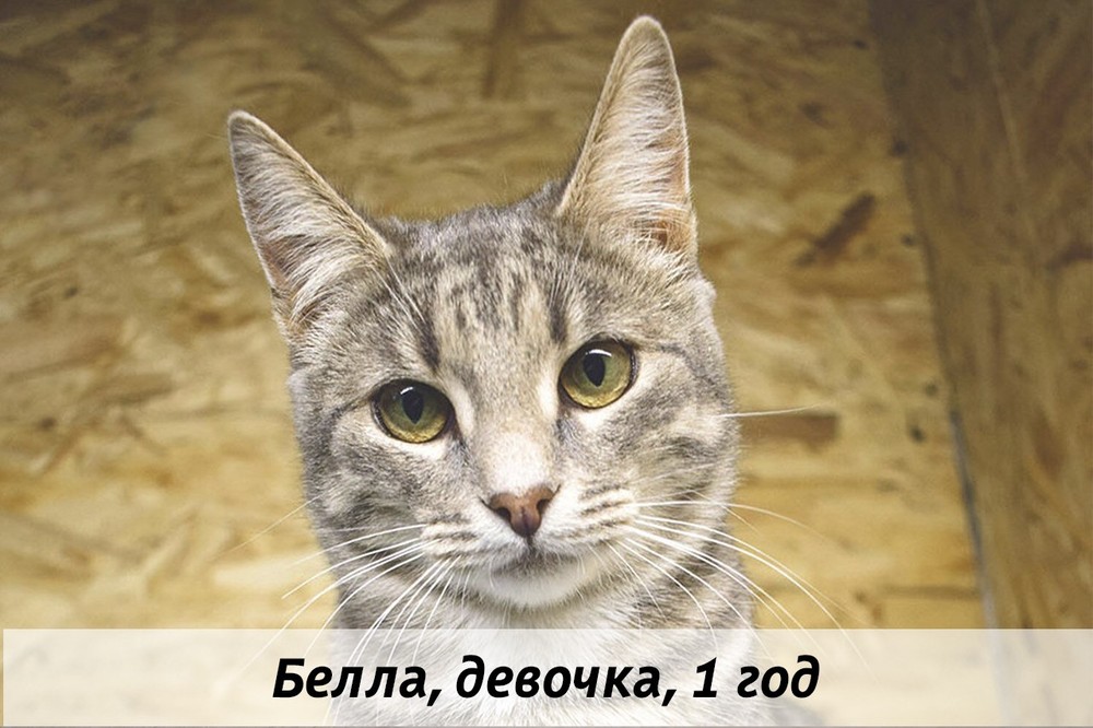 КОТЫ-УЧАСТНИКИ