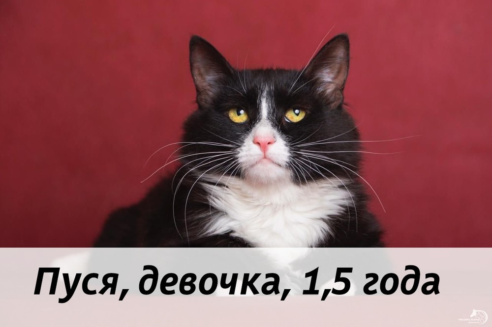 КОТЫ-УЧАСТНИКИ