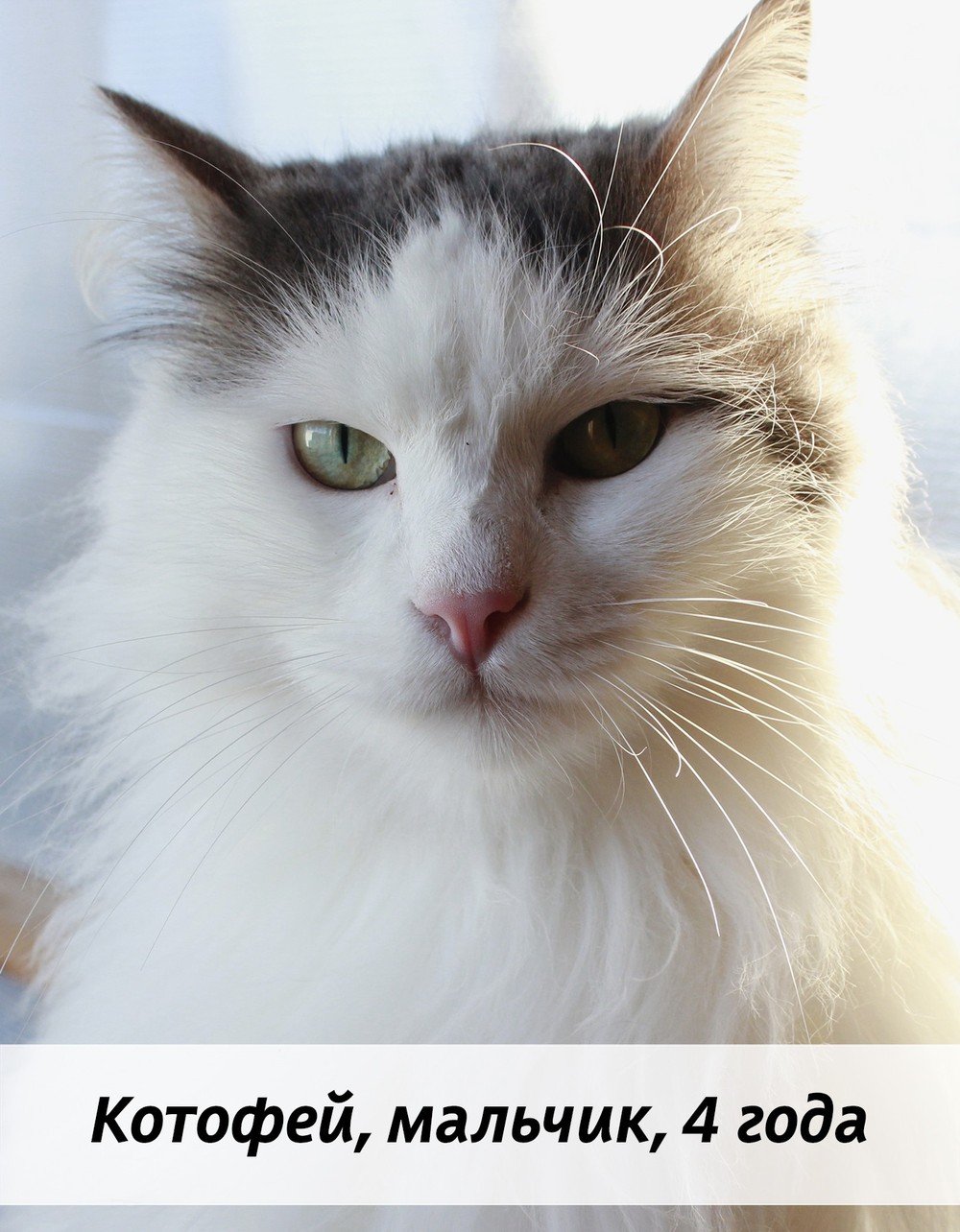 КОТЫ-УЧАСТНИКИ