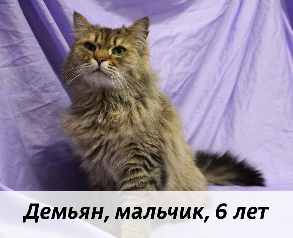 КОТЫ-УЧАСТНИКИ