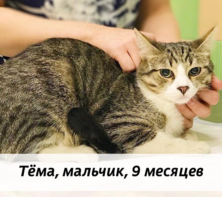 КОТЫ-УЧАСТНИКИ