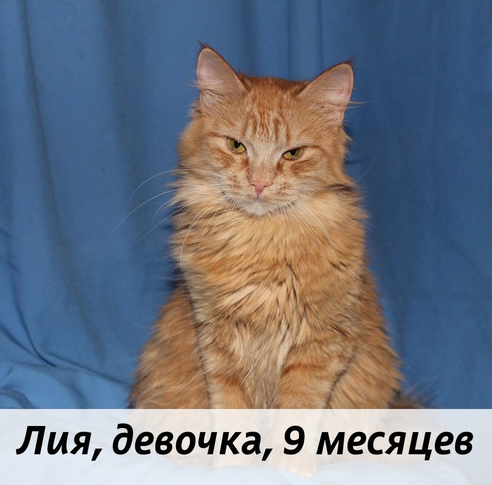 КОТЫ-УЧАСТНИКИ
